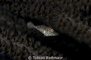 Slender Filefish, Aquarius, Bonaire by Tobias Reitmayr 